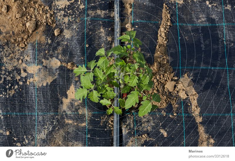 Tomato plant with plastic sheet covered the ground Vegetable Summer Garden Gardening Industry Nature Plant Earth Leaf Agricultural crop Growth Fresh Natural