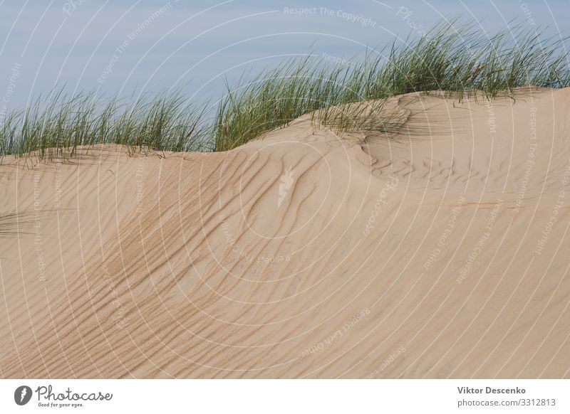 Sand Dunes with Green Grass in Autumn Beautiful Vacation & Travel Summer Beach Ocean Environment Nature Landscape Plant Sky Horizon Beautiful weather Wind Tree