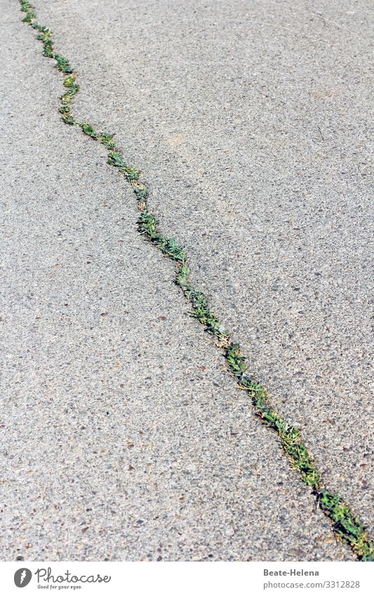 Search for clues 6 Asphalt Crack & Rip & Tear Grass Concrete Gray Green Growth grass verge