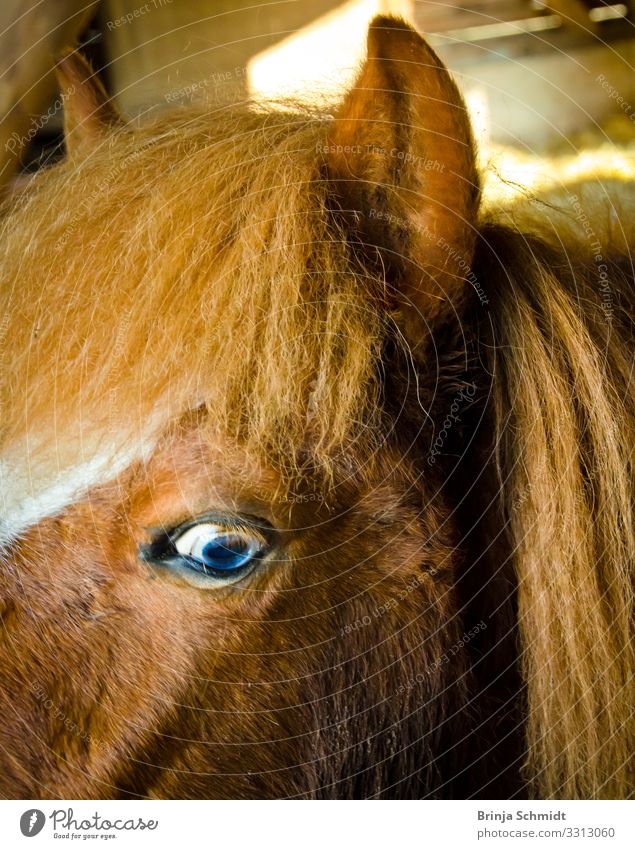 Profile of a pony with blue eyes Ride Pet Horse Pelt Iceland Pony Glittering Smiling Looking Authentic Exceptional Brash Happiness Fresh Healthy Astute Funny