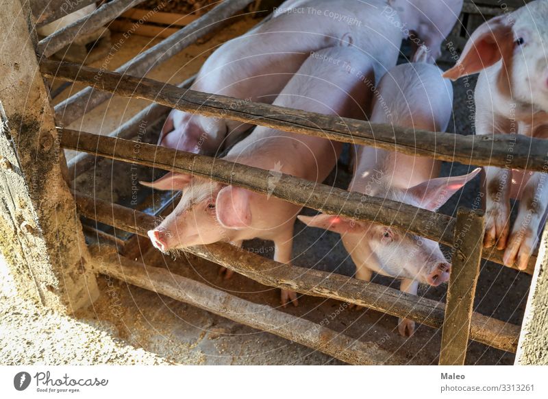 Young piglets on a farm Agriculture Animal Barn Boar Livestock breeding Breed Landscape Dish Ecological Farm Farmer Feeding Fence Food Group of animals Swine