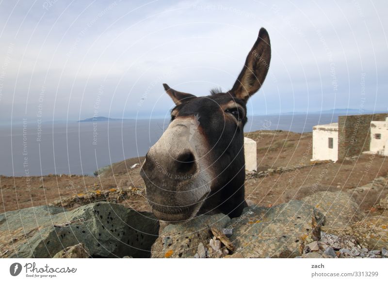 What's that? Sky Summer Hill Ocean Aegean Sea Mediterranean sea Island Cyclades Folegandros Animal Farm animal Animal face Donkey 1 Happiness Joy Funny Greece