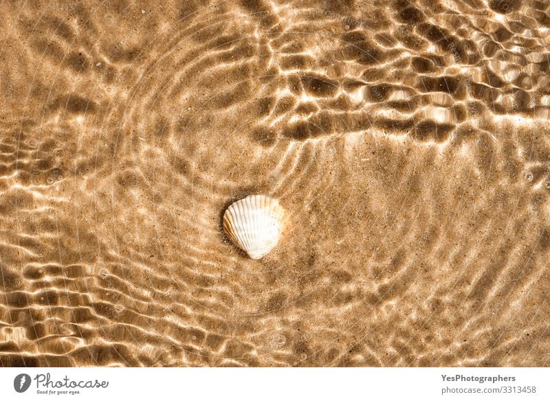 Seashell and sand underwater and light reflection pattern Summer Sunbathing Beach Ocean Waves Sand Beautiful weather North Sea Yellow Frisian island