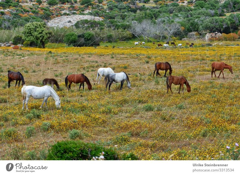 Wild horses on the Sardinian island of Asinara equus ferus Nature reserve National Park nature conservation Herd Animal protection Free-living naturally