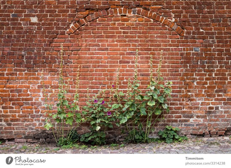 Wall with history Vacation & Travel Brick Growth Old Brown Gray Green Emotions Plant Foliage plant Life Wall (barrier) Facade Archway Paving stone Colour photo