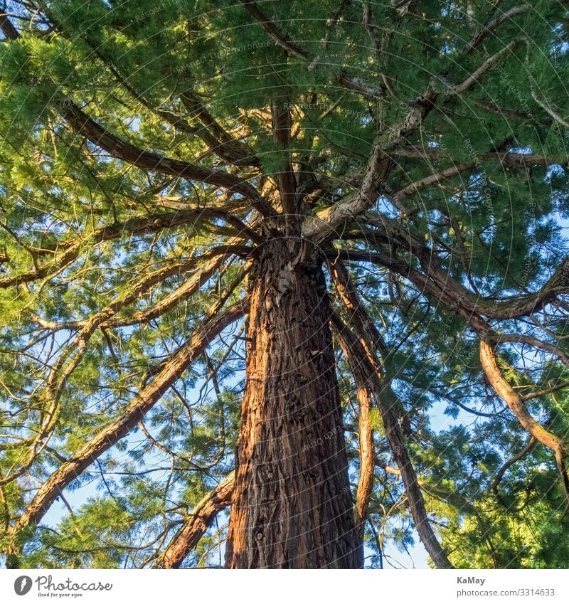 Sequoia Nature Plant Tree Wild plant Exotic Park Forest USA Americas Natural Green Environment Redwood Cypress Botany Square Colour photo Exterior shot Deserted