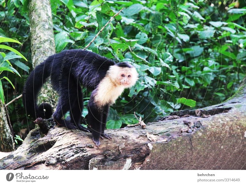 renter renter Tails Brash Animal face Pelt cahuita Wilderness Exotic Fantastic Animal portrait Exceptional Wanderlust Capuchins Monkeys Wild animal Sunlight Day