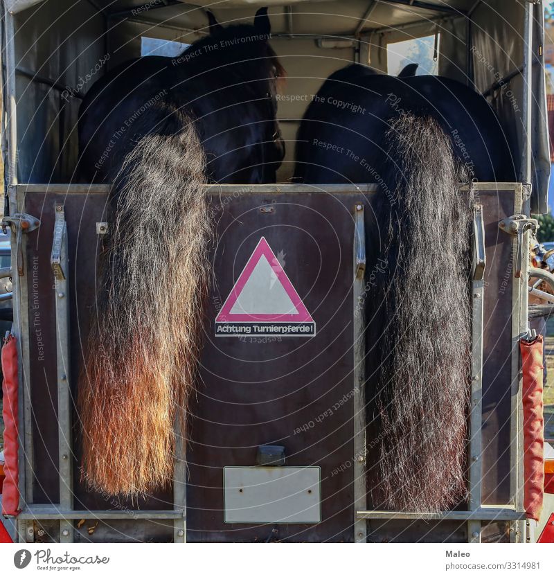 Horse trailer and two horses ready to travel Animal Farm Mammal Nature Ranch Rural Logistics Trailer Agriculture Animal portrait Livestock Ride