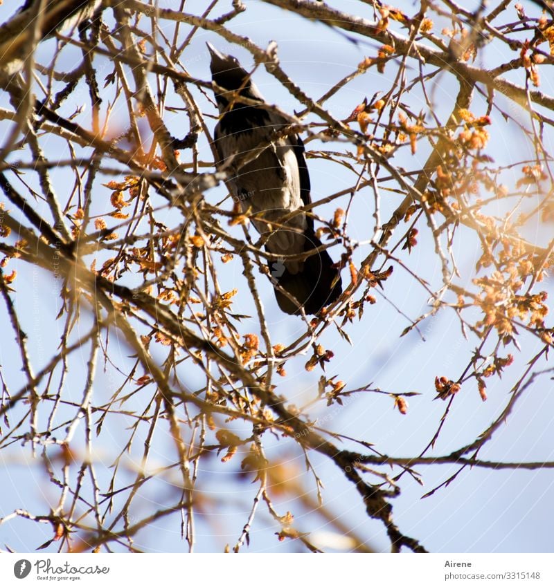 thieving magpies birds Black-billed magpie Observe Yellow Watchfulness Protection Sky bushes Twigs and branches Search Thief Raven birds Garden Park tree Day