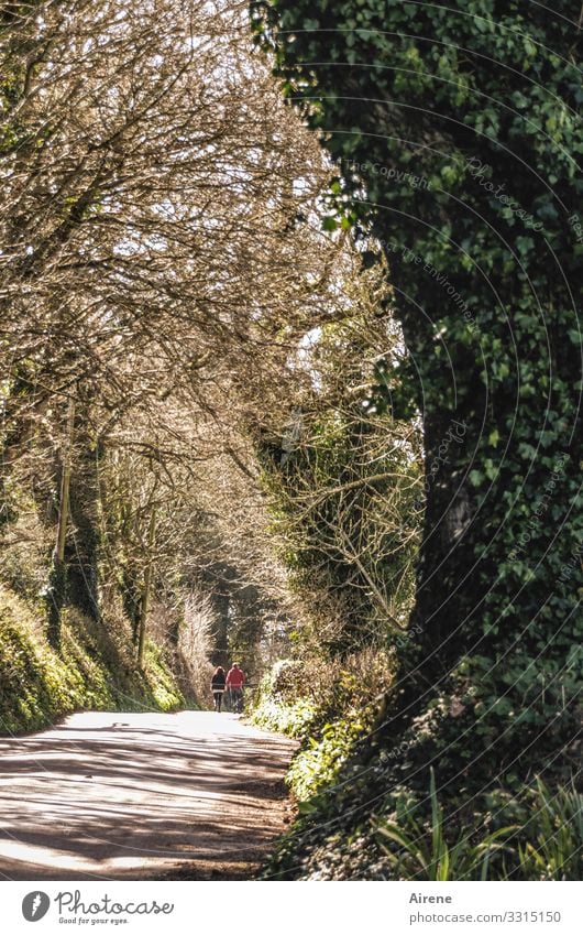 English couple on their way home streets Avenue avenue tree Ivy Pedestrian hikers go Goodbye on the way home Footpath Bright Central perspective hiking trail