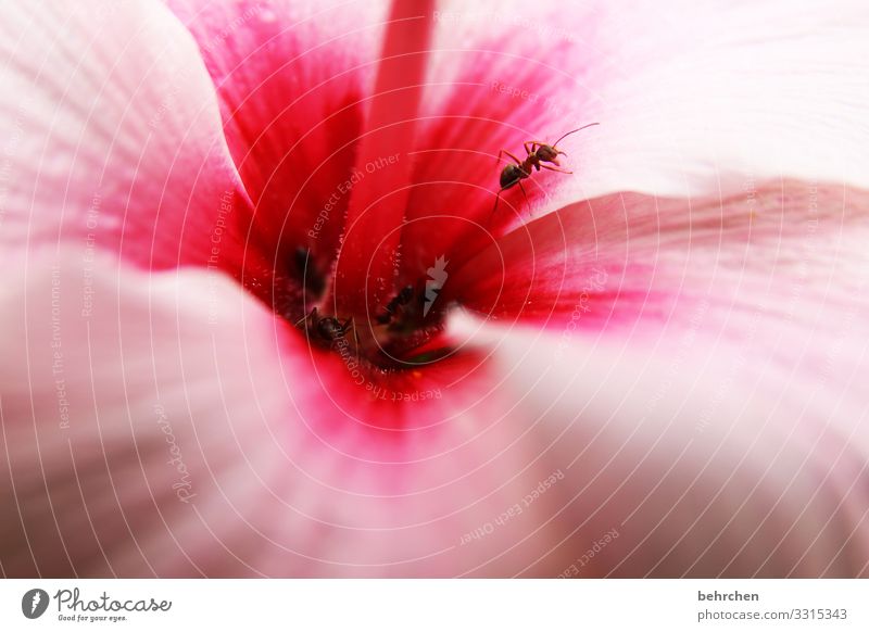 hibiscus sniffing ants blossom fragrances petals Small Crawl Flower Blossom Plant Nature Colour photo Garden Exterior shot Close-up Summer Deserted Day Natural