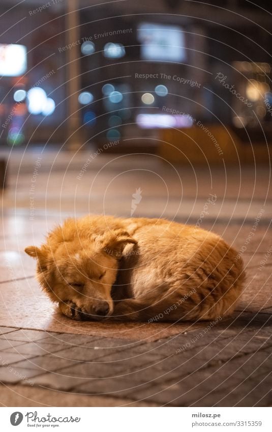 Sleeping Dog Town Places Animal Pet 1 Lie Authentic Cold Cuddly Natural Beautiful Gloomy Soft Blue Brown Orange Warm-heartedness Love of animals Serene Calm