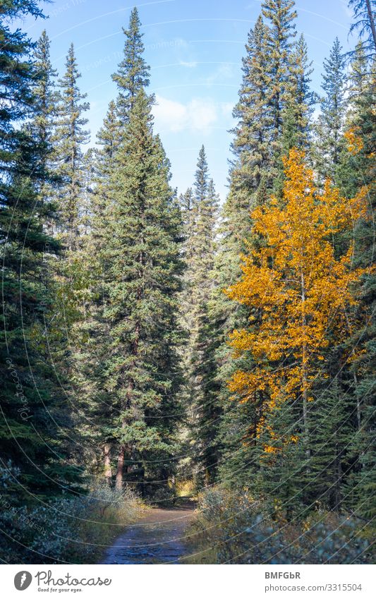 forest path Environment Nature Landscape Plant Autumn Tree Fir tree Deciduous tree Forest Contentment Protection Safety (feeling of) Idyll