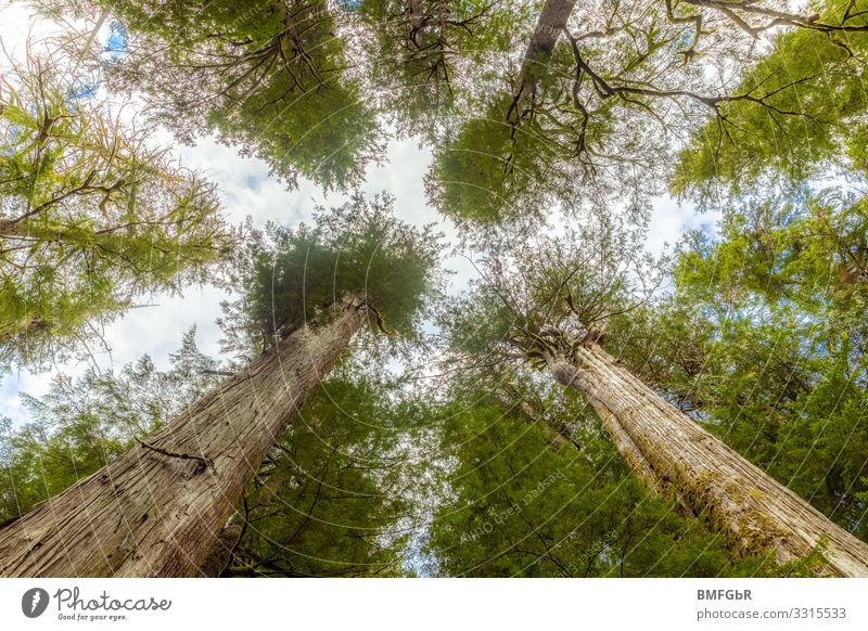 Divine tree canopy Environment Nature Landscape Plant Tree Douglas fir Park Forest Canada Exceptional Gigantic Large Tall Positive Strong Enthusiasm Power