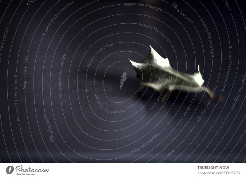 A withered holly leaf has fallen from the branch and lies all alone on a dark background, weakly reflecting the incoming daylight, which illuminates the leaf tips strikingly and casts a soft shadow.
