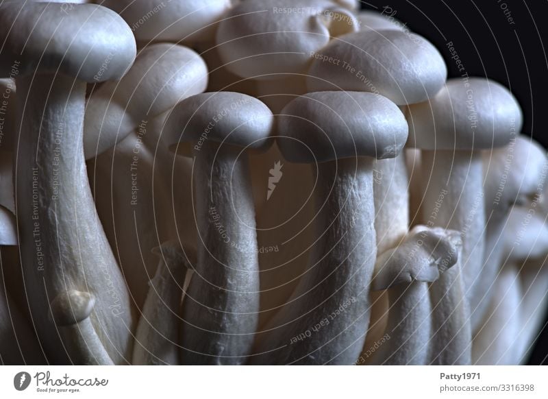 shimeji mushrooms Food Mushroom Shimeji Nutrition Organic produce Vegetarian diet Asian Food Delicious White Colour photo Close-up Detail