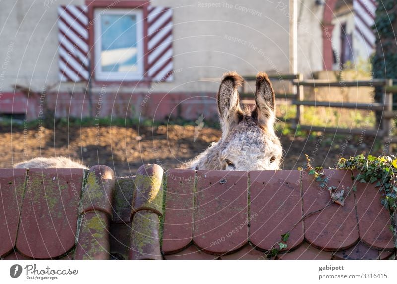 You don't see me. Ear Animal Farm animal Donkey 1 Observe Listening Communicate Cuddly Love of animals Riding stable Living thing Dog-ear mnemonic Timidity