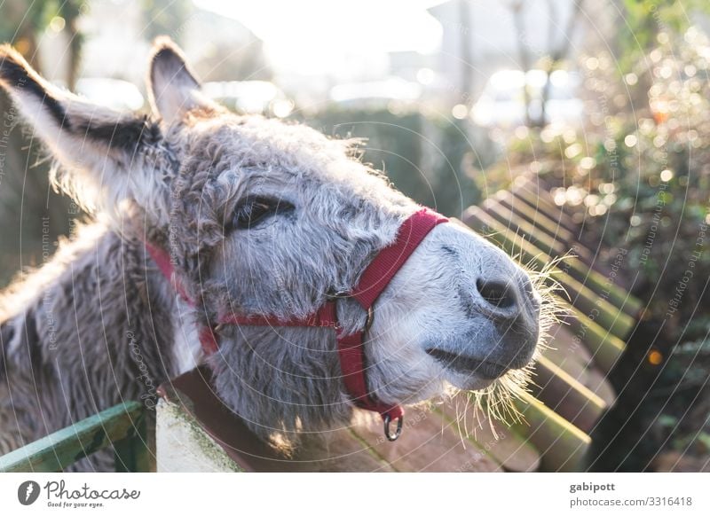 IA - I poor old donkey Animal Farm animal Donkey Dog-ear 1 Old Cuddly Natural Soft Organic farming Animalistic Love of animals Obstinate Gray Colour photo