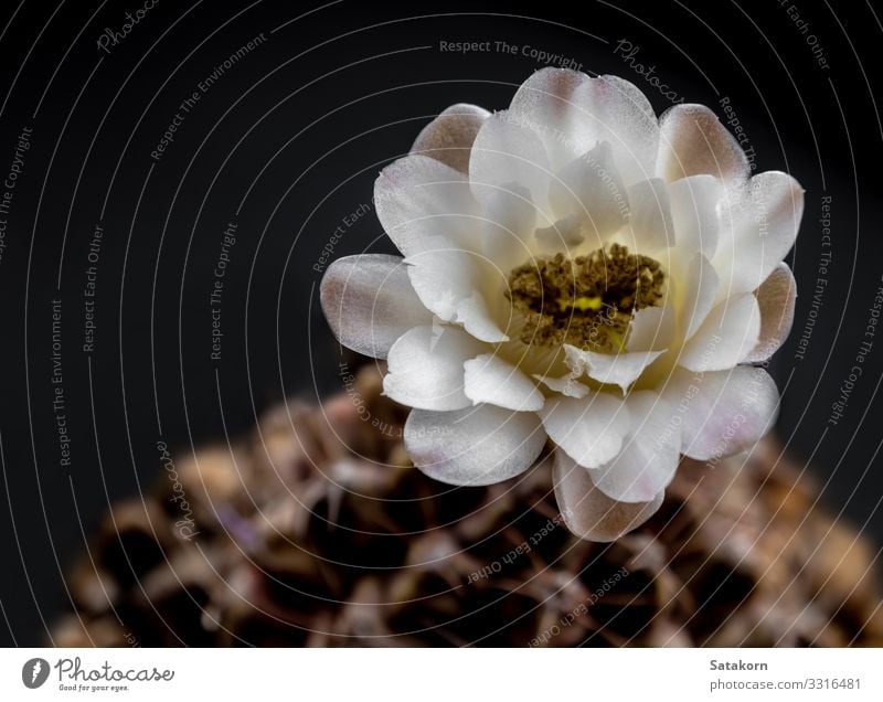 White and light brown color delicate petal of Cactus flower Beautiful Summer Garden Decoration Gardening Nature Plant Flower Growth Fragrance Fresh Natural