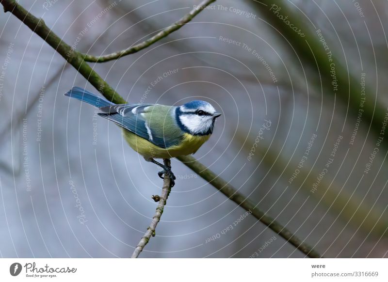 blue tit on a branch near the bird feeder Winter Nature Small Blue Blue tit Cyanistes caeruleus Parus Ater Periparus Ater winter bird animal bird feeding