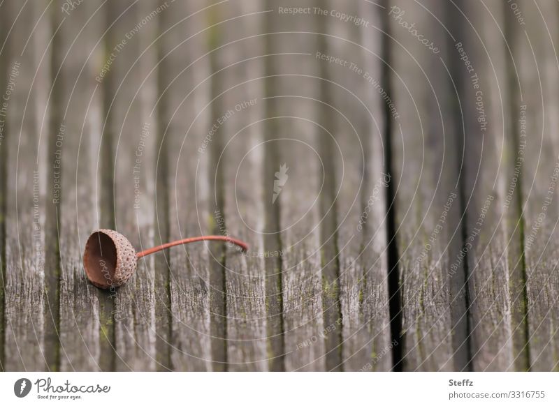 acorn cap Acorn Cap acorn hat straightforwardness Wooden board Texture of wood Autumn inconspicuous Wooden floor Woodway Ground wooden floor Floor covering