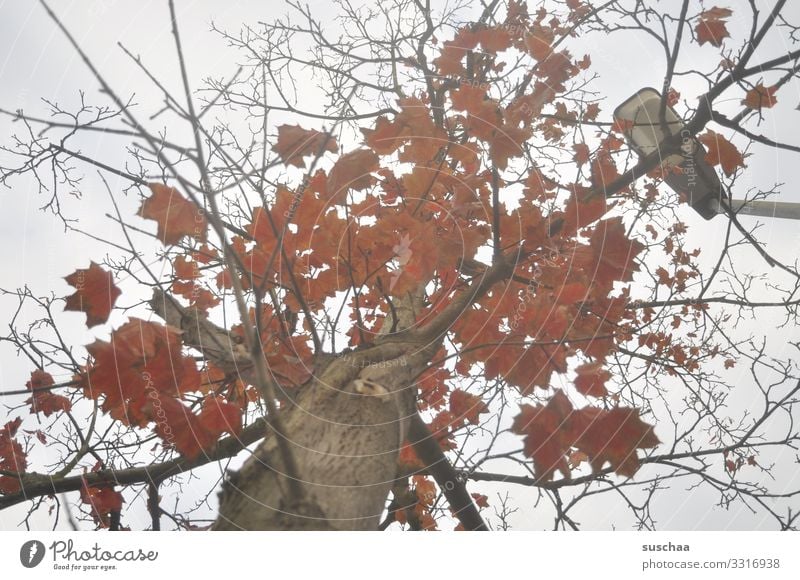 look up Tree Tree trunk Branch Leaf Autumn leaves Weather Seasons red foliage Autumnal Twig Street lighting Upward Sadness Calm Stagnating Nature