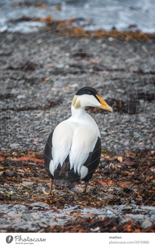 Eider duck on Iceland bladderwrack Sand Beach Animal Wild animal Bird 1 Walking Blue Brown Yellow Gray Black Retreat Back Colour photo Subdued colour