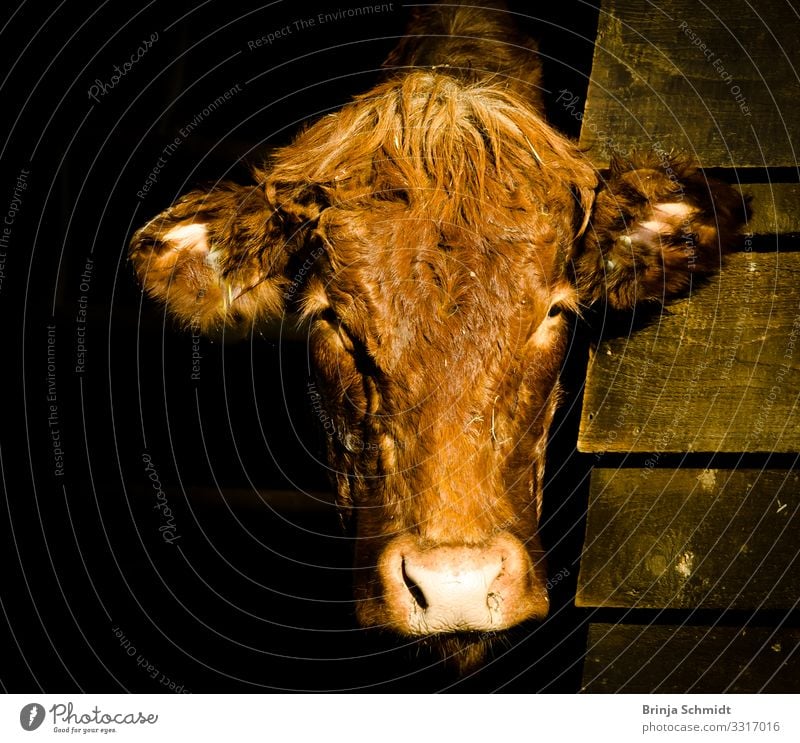 Portrait of a brown cow Farm animal Cow Pelt 1 Animal Think Feeding Hang Looking Wait Dark Elegant Friendliness Beautiful Uniqueness Muscular Soft Brown