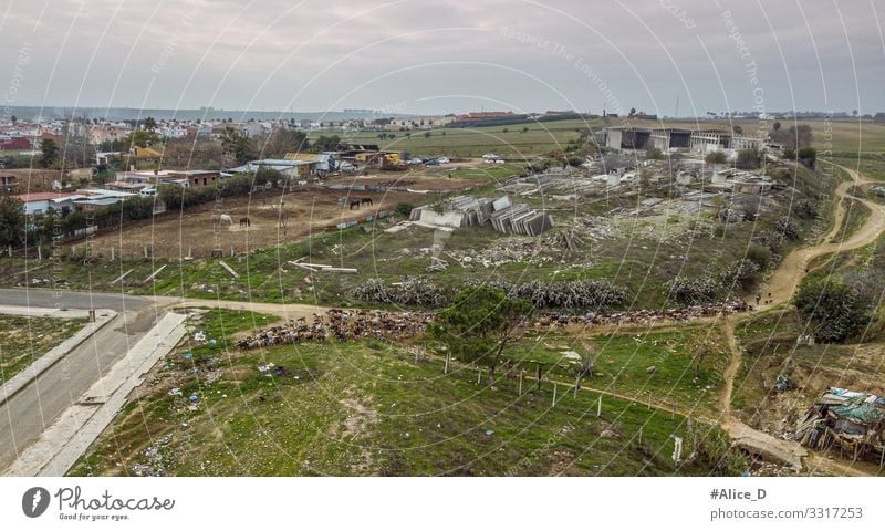 Herd of goats moving through the countryside in Guillena Spain Agriculture Forestry Shepherd Environment Nature Landscape Plant Animal Meadow Field Europe