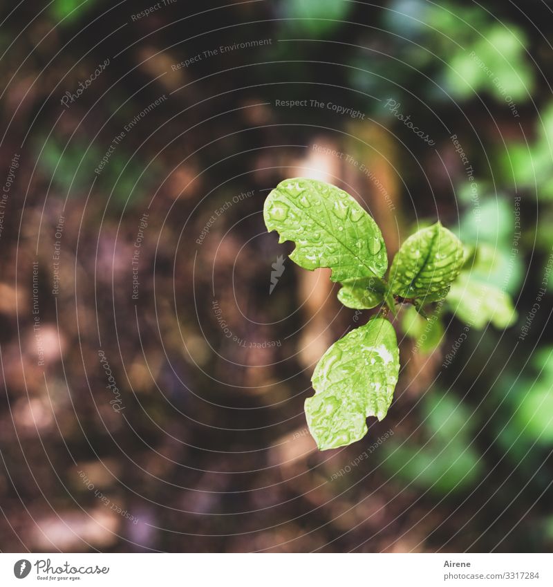 young shoot, somewhat nibbled Leaf Spring Earth Background blurred Woodground Bird's-eye view defective forage Little tree youthful Plantlet unfolding three