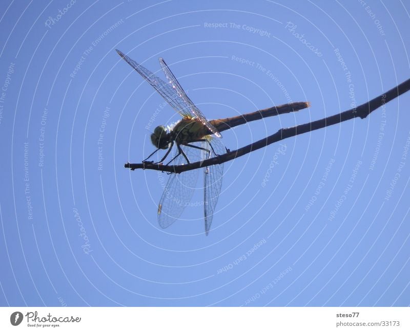 dragonfly Dragonfly Insect Macro (Extreme close-up) Detail Sky Branch