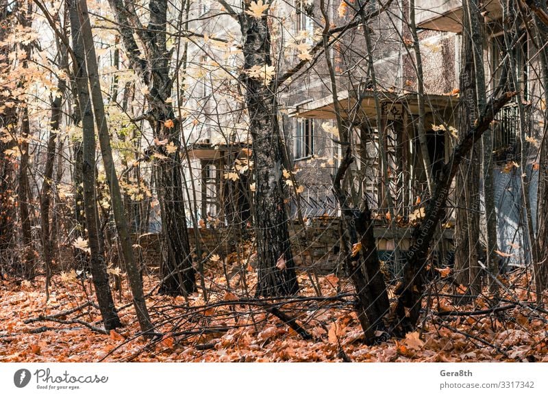 abandoned house among the trees in the city of Chernobyl Vacation & Travel Tourism Trip House (Residential Structure) Plant Sky Autumn Tree Building