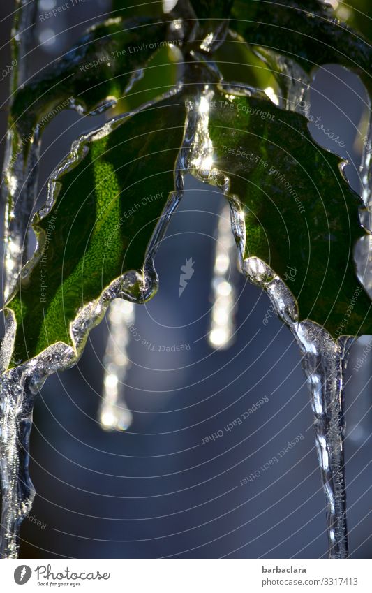 Ice Age | icicle on holly Elements Drops of water Winter Frost Plant Holly Icicle Hang Illuminate Cold Point Blue Green Moody Climate Nature Environment