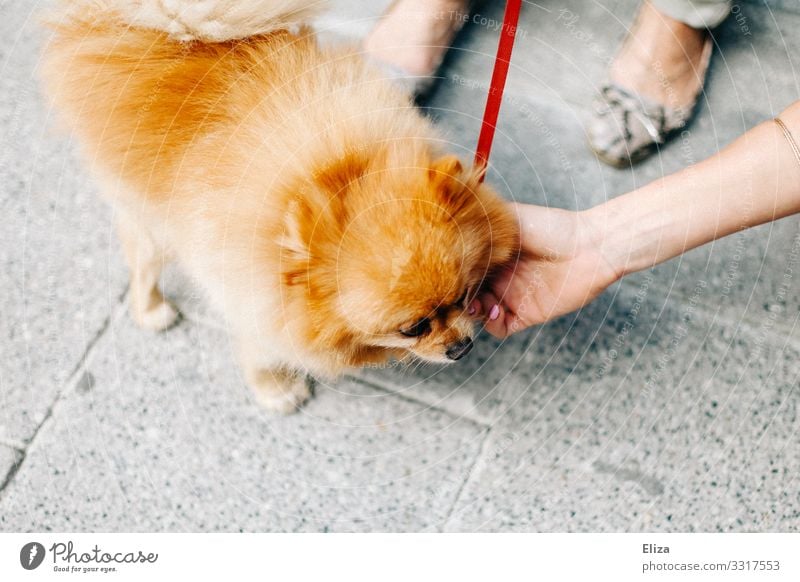 A fluffy dwarf-sharp dog being stroked by a passer-by on the street Animal Dog Sympathy Pet Dog lead Stroke pedestrian Caress Pelt Soft already Cute Sidewalk