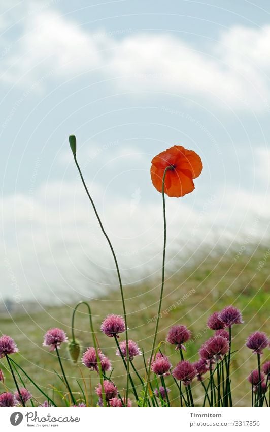 Chapel with two soloists Vacation & Travel Environment Nature Landscape Plant Flower Grass Poppy Dune Marram grass Denmark Blossoming Growth Natural Blue Green