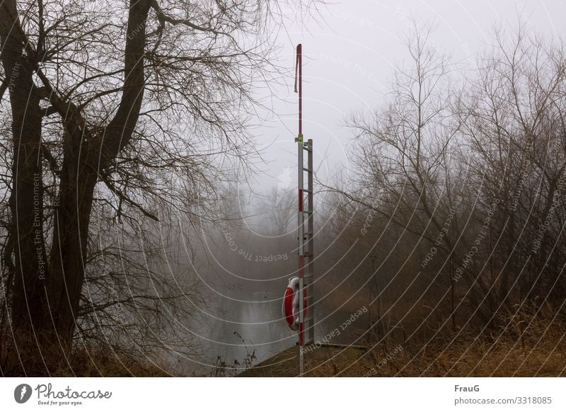 Fog at the lake Landscape Nature trees Lake Lakeside Water Winter Sky Life belt Rescue ladder Safety ducks reed plants Grass Reflection in the water Swede Calm