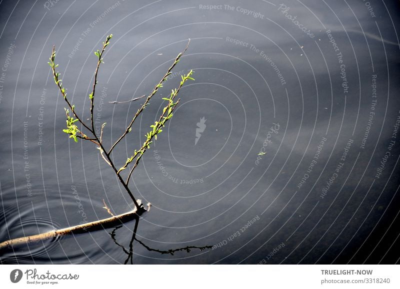 Unstoppable - the spring Environment Nature Landscape Plant Elements Water Sky Clouds Spring Climate Beautiful weather Bushes Leaf Willow tree Lake River Havel