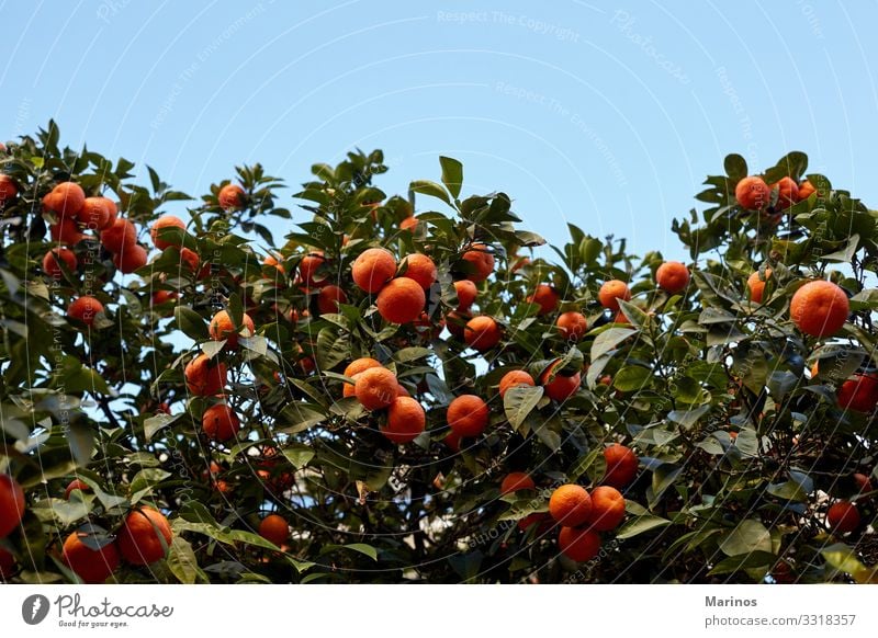 Mandarin tree full of fruits. Fruit Garden Nature Tree Leaf Growth Bright Green Orange mandarin year chinese citrus Valencia tangerines food mandarine Tangerine