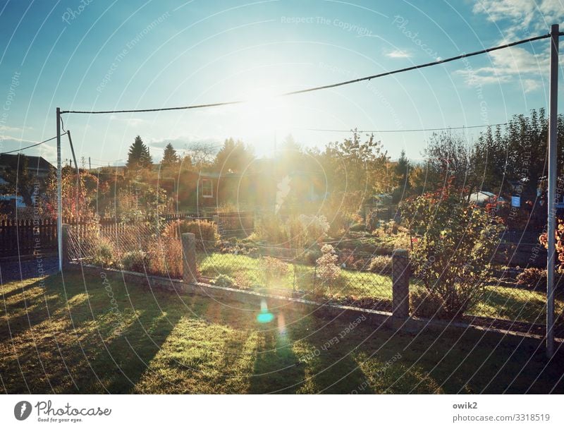 Time Garden Environment Nature Landscape Plant Sky Clouds Horizon Sun Autumn Beautiful weather Tree Grass Garden allotments Garden plot Cable Electricity pylon