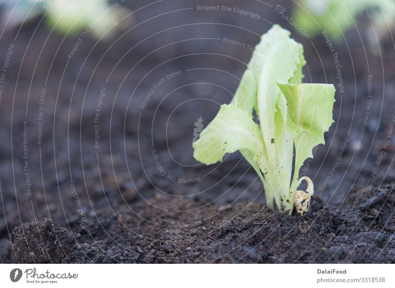 organic oak Lettuce plantation real scene Vegetable Nutrition Vegetarian diet Summer Garden Industry Technology Hand Environment Nature Plant Leaf Growth Fresh