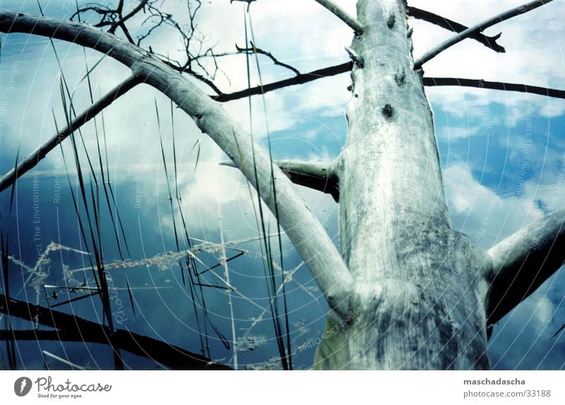 Reflection in the water Water reflection Tree trunk Clouds Lake reed grass Coast Branch Sky dead tree