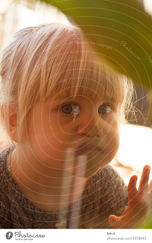 Small, golden, sweet, cute, blonde, blue-eyed girl with bangs looks curiously through the pane of glass from the window and observes, interests the other side inside, while the child presses her nose flat.