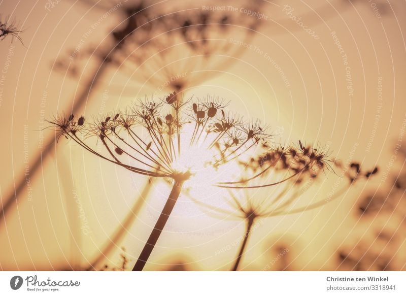 faded wild carrot in the back light of the low sun Nature Plant Cloudless sky Sun Sunrise Sunset Sunlight Autumn Beautiful weather Flower Blossom Wild plant