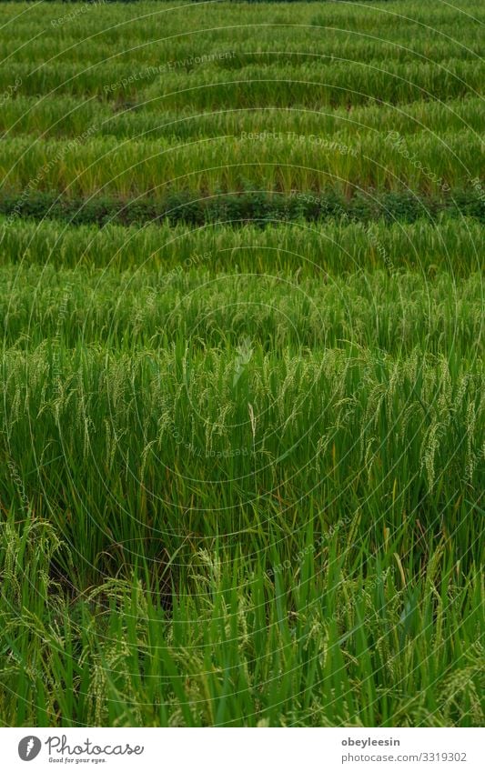 the rice paddy fields in northern Thailand Summer Sun Garden Environment Nature Landscape Plant Sky Clouds Grass Park Meadow Growth Fresh Natural Green asian