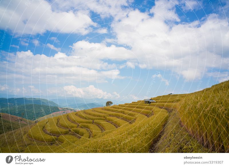 the rice paddy fields in northern Thailand Summer Sun Garden Environment Nature Landscape Plant Sky Clouds Grass Park Meadow Growth Fresh Natural Green asian