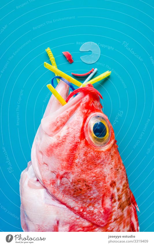 Red fish on a blue background eats plastics and micro plastics. Animal Aquatic Blue background blackbelly Close-up Conceptual design conservation