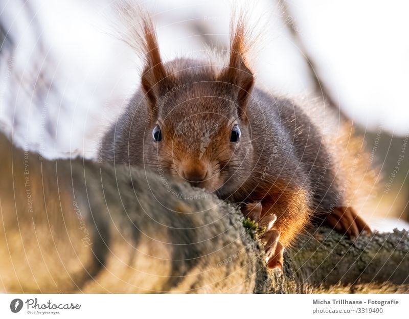 Watched by a squirrel Nature Animal Sky Sunlight Beautiful weather Flower Twigs and branches Wild animal Animal face Pelt Claw Paw Squirrel Head Eyes Ear Nose 1