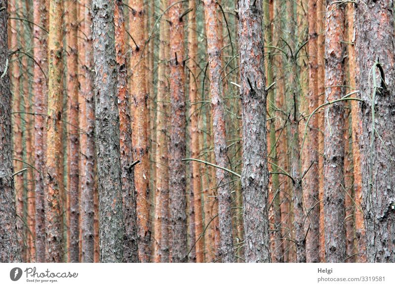 many trunks of spruce trees stand side by side and behind each other Environment Nature Plant Tree Tree trunk Spruce Jawbone Twig Forest Old Stand Growth