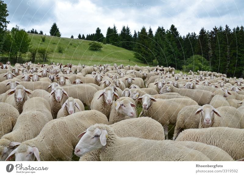 flock of sheep Food Meat Cheese Yoghurt Dairy Products Vacation & Travel Summer Summer vacation Mountain Hiking Environment Nature Landscape Plant Animal