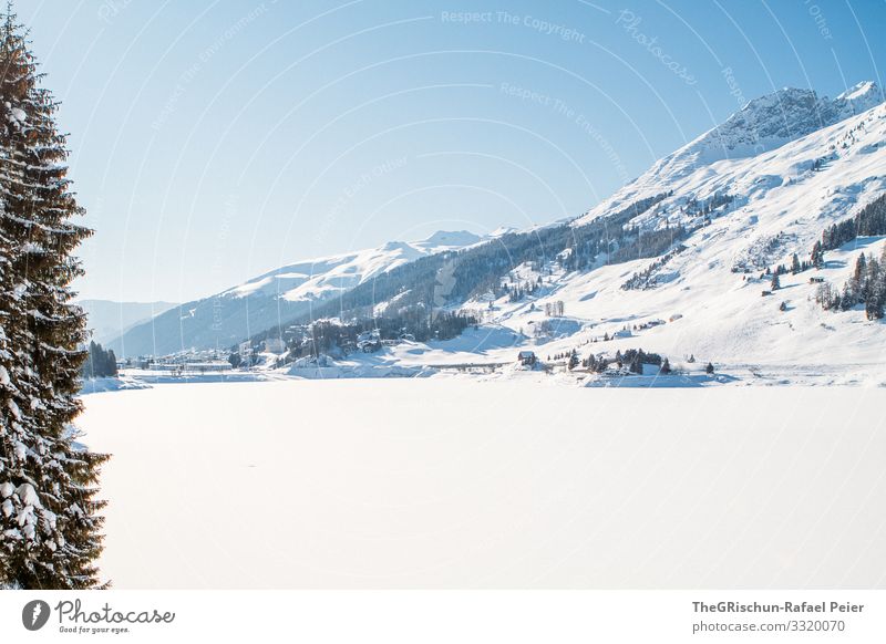 away Nature Landscape Blue White Davos Lake Davos Winter Bergen Snow Tree Beautiful weather Exterior shot Vantage point Air Switzerland Colour photo Deserted